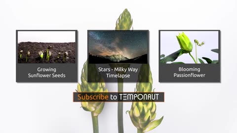 Time-Lapse Blooming Flower - Ornithogalum Timelapse Zeitraffer