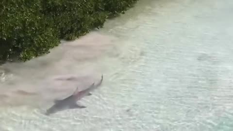 Shark Attacks Stingray