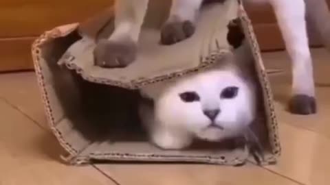 Best funny cute cats viral clips 😹|| #funny video