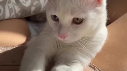 Cute pussy cat