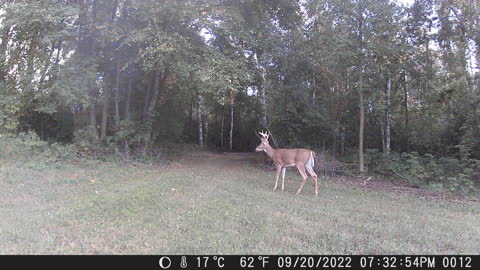 East trail buck