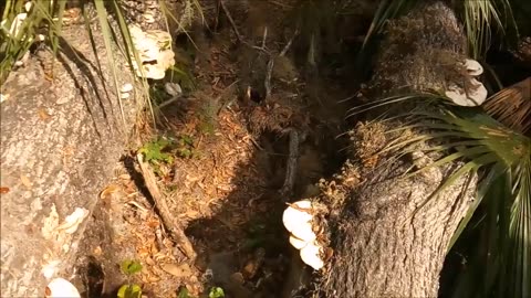 Smoking mushroom found while exploring springs