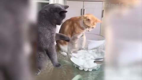 cats video funny animals for rumble