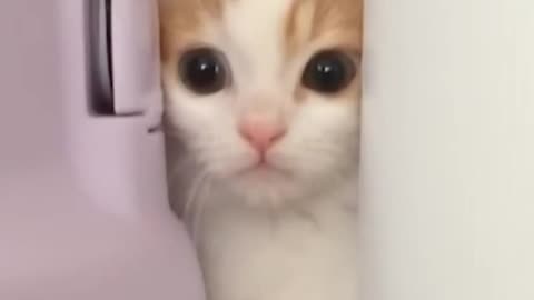 Meet the Absolutely Adorable Kitty!