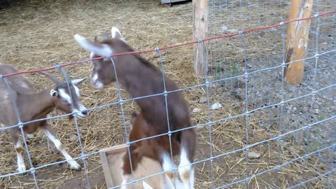 Baby Goat Panhandler Strikes Out