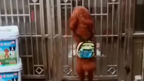 Funny Dog Videos