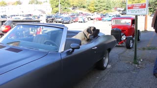 VERY BIG DOG looks cool in a Convertible Classic Car