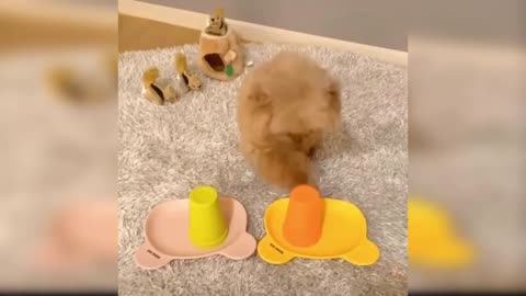 Cute and Funny Dog Videos Compilation Baby Dogs #r