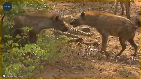 15 Bad Moments Leopards Get Injured While Picking The Wrong Prey _ Wild Animals