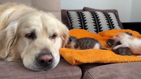 Golden Retriever Reacts to Baby Kittens