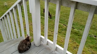 Kitten Meets Deer 1st Encounter