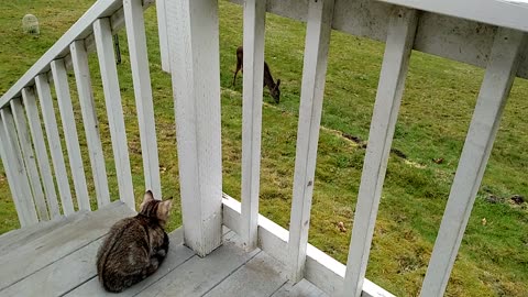Kitten Meets Deer 1st Encounter