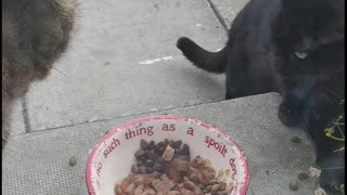 Cats fight over the food,hilarious