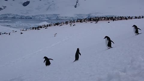 Penguins on Parade, Danco Island, Antarctica