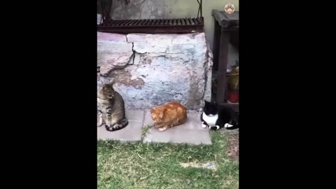 New Funny Animals 😂 Funniest Cats and Dogs Videos 😺🐶