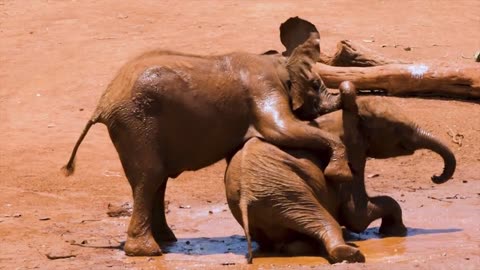 Cuteness Overload: Baby Elephant's Adorable Playtime Will Melt Your Heart