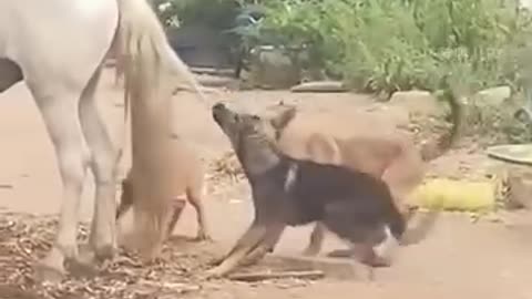 The horse made the dog cry by hitting it