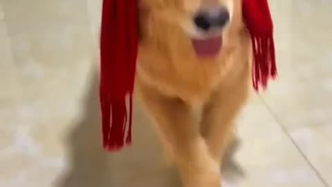 Dog dancing with beats