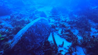 Cozumel SCUBA Diving Santa Rosa Wall Turtle