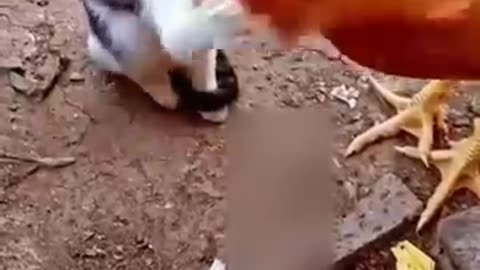 Cat_vs_Chicken__Watch_What_Happens