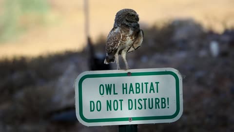 Scottsdale Community College Owl Habitat