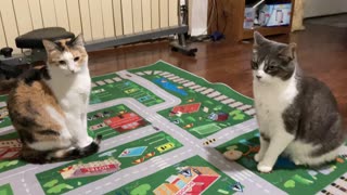 2 Cats Sitting On The Road Rug!