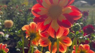 Beautiful Dahlias