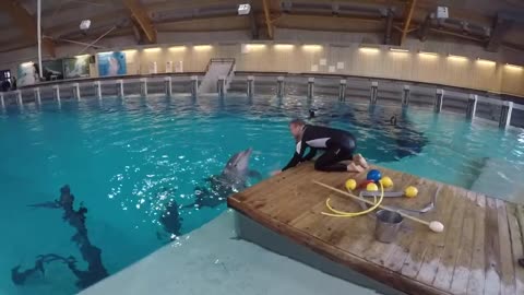 Training a dolphin differently 🐬