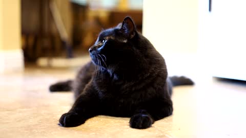 the handsome and cute, the black cat
