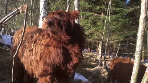 Scottish Highland Cattle In Finland Two very fluffy calves in the forest