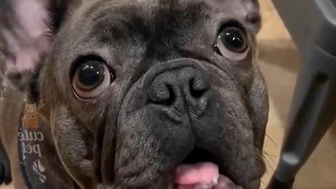 Funny dog video