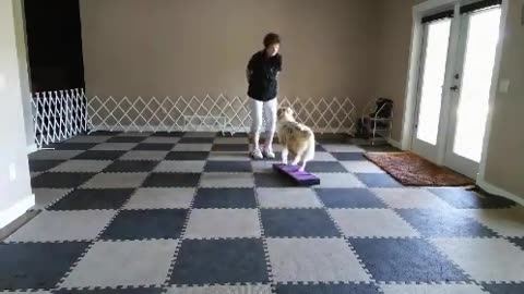 Dog Training - Lacie Inter-platform