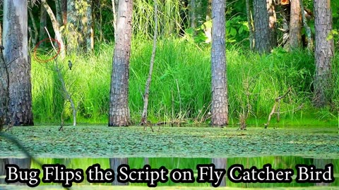 Bug Flips the Script on Fly Catcher Bird