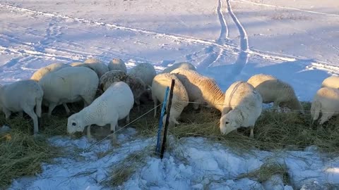 Sub-zero Farming and Sheep Flock Observations