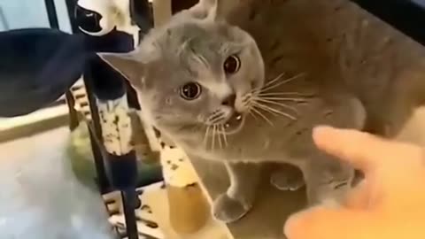 cute cat videos.talking cat funny moments.funny videos