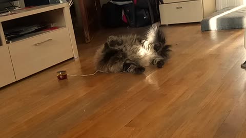 cute cat got confused in his toy