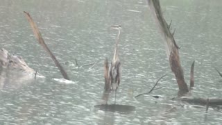 272 Toussaint Wildlife - Oak Harbor Ohio - Heron Takes Shower