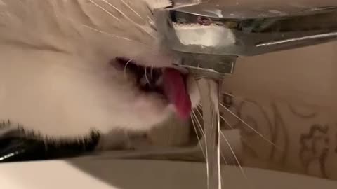 Jessica the cat drinks water