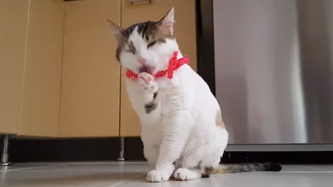 Cute cat video viral