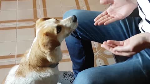 Intelligent Dog Locates Treats Hidden in Owner's Hand
