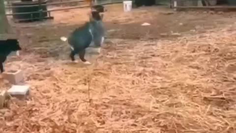 Funny animals 😄hub,funny animals club youtube, 🤣, funny animals dancing 💃😄, funny animals fighting 😄