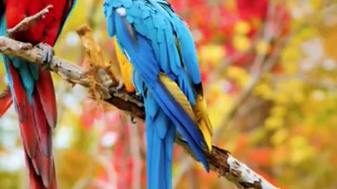 Beautiful birds 8k resolution