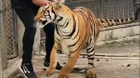 Friendship with tiger