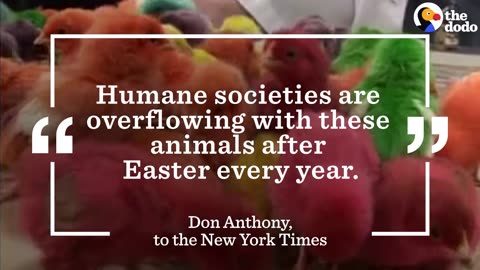 Easter Chicks: Colored Chicks Rescued Just In Time | The Dodo