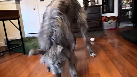 Deerhound Dances for Joy When Given Treat
