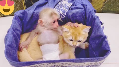 Baby monkey teach Ody cat to play with toys | monkey end cat | monkye cat video