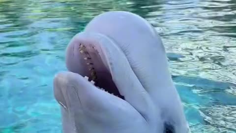 Cute dolphin talking to you