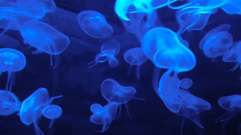 Jellyfish with soft music