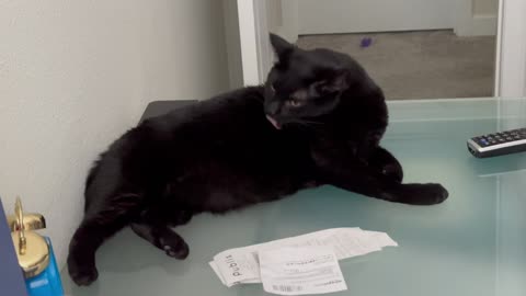 Adopting a Cat from a Shelter Vlog - Cute Precious Piper Grooms Herself in the Office