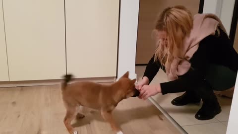 Puppy can't contain his excitement when owner comes home